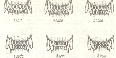 возраст щенка по зубам